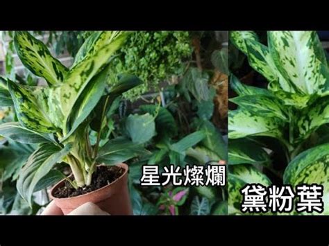 黛粉葉照顧|黛粉葉日常養護 照顧方法（種植, 施肥, 修剪, 澆水）